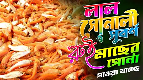 深圳会计培训、金锐计划