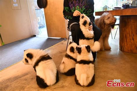 成都西班牙语培训 欧标A1班