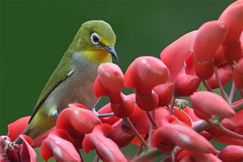 厦门日语培训-欧风小语种