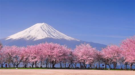 日本富士常叶大学课程设置介绍