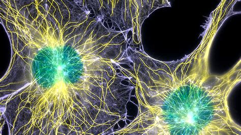 美国弗吉尼亚大学细胞与发育生物学专业解析