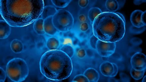 美国托马斯杰斐逊大学细胞生物学与再生医学专业介绍