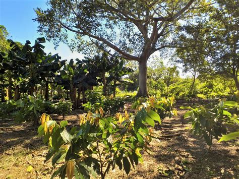 荷兰有哪些农林业专业值得申请