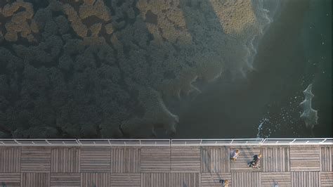 葡萄牙本科留学如何申请