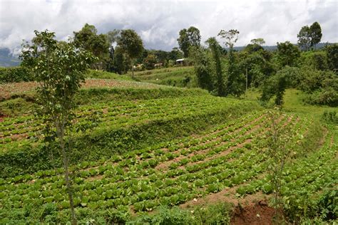荷兰有哪些农林业专业值得申请