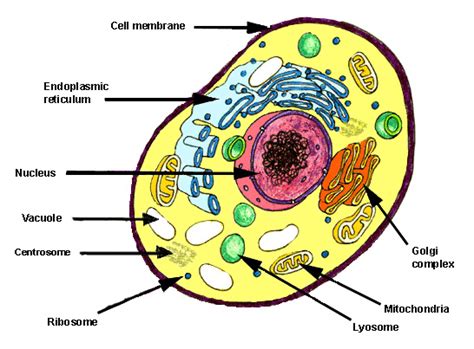 印第安纳大学解剖学与细胞生物学专业详解