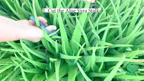 澳洲新南威尔士大学预科课程是进入本科学习的途径