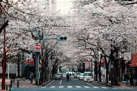 日本留学什么专业贵 收费20万的专业有哪些
