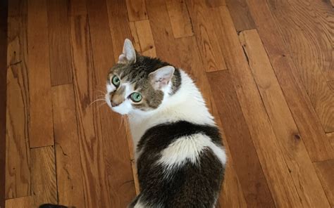 汉语教育被纳入了南非国民教育体系