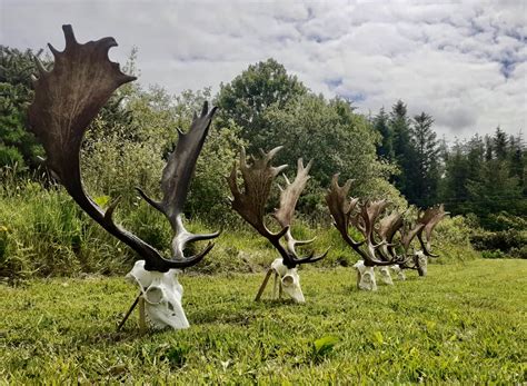 爱尔兰艺术生留学申请条件及指南