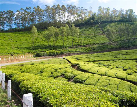 茶树栽培与茶叶加工