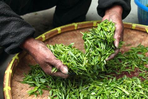 茶叶生产与加工