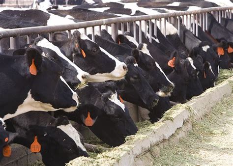 畜禽生产与疾病防治