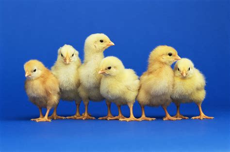 畜禽生产与疾病防治专业