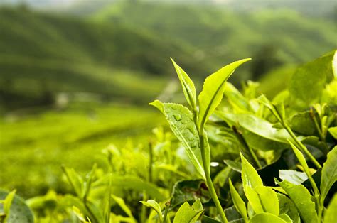茶叶