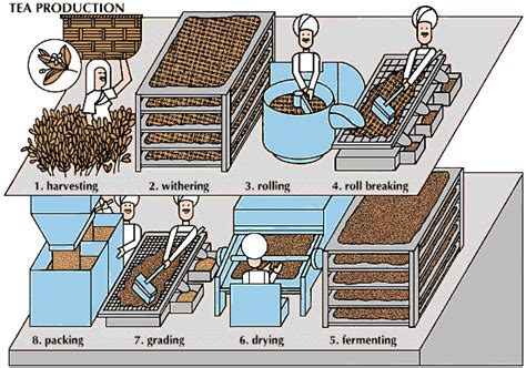 茶叶生产与加工