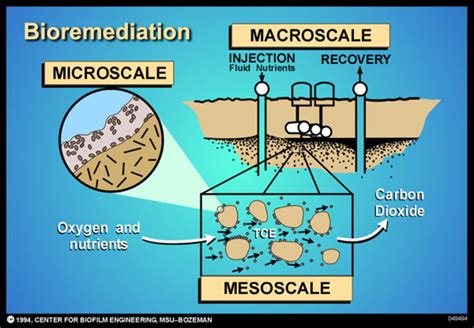污染修复与生态工程技术