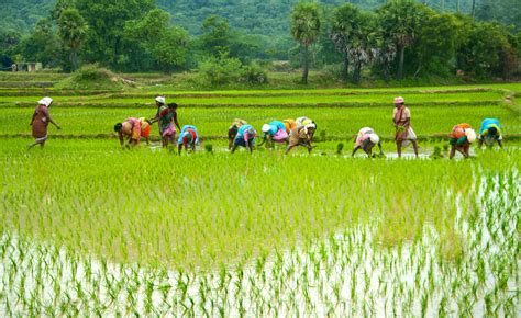 农村经济综合管理