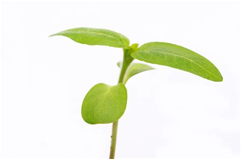 种植