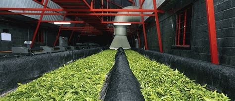 茶叶生产与加工
