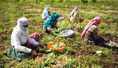 农村经济综合管理
