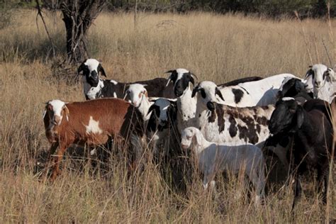 畜禽生產(chǎn)與疾病防治