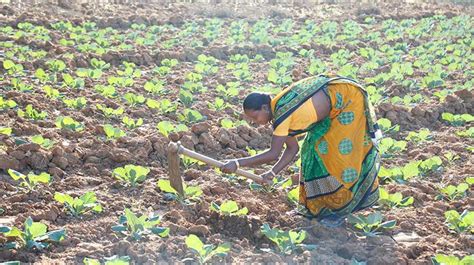 农村经济综合管理