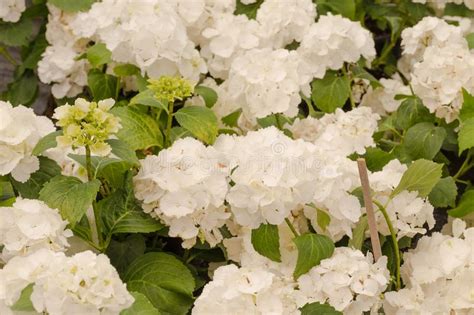 园林技术（商品花卉）