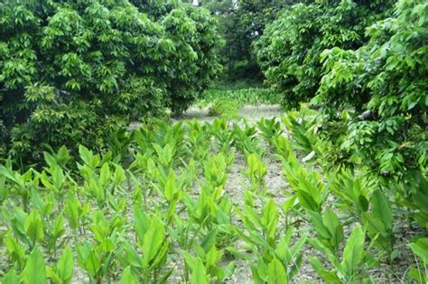 现代农艺技术(休闲农业方向)