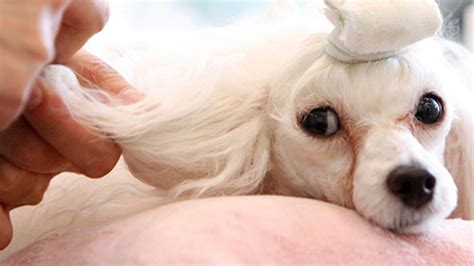 宠物养护与经营