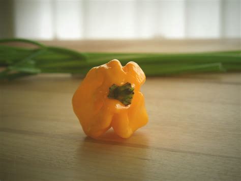 果蔬花卉生产技术