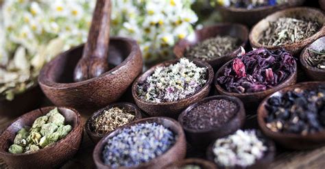 中草药栽培与鉴定