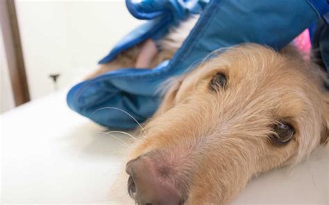 宠物临床诊疗技术