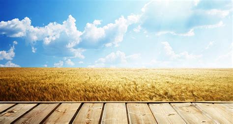 经济林培育与利用