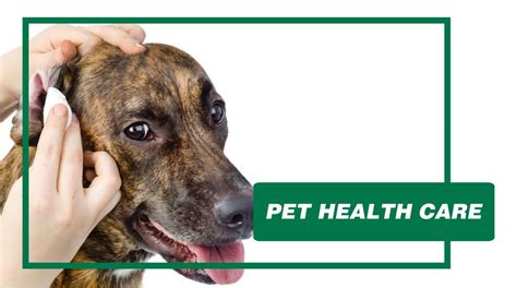 宠物医疗与保健