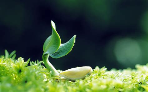 植物保护与检疫技术
