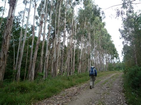 经济林培育与利用