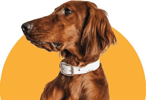 宠物养护与疫病防治