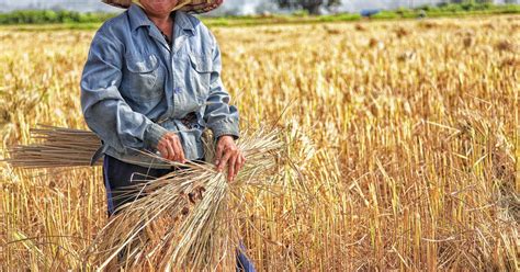 农村经济综合管理
