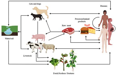 畜禽生产与疾病防治