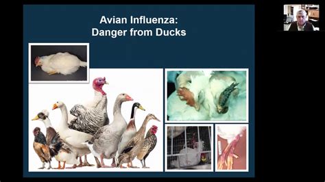 畜禽生产与疾病预防