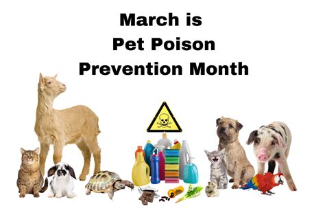 动物医学(宠物疾病防治方向)