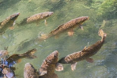 淡水养殖