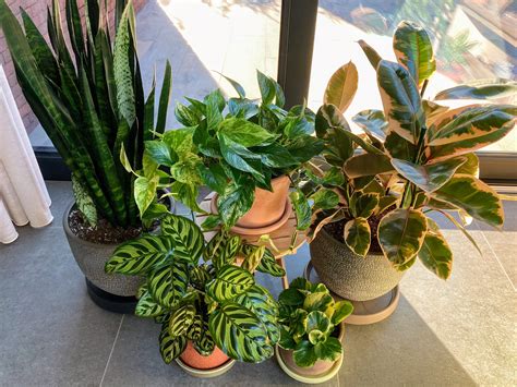 中医康复技术(五年)