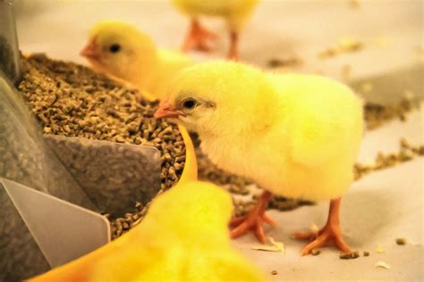 饲料与动物营养