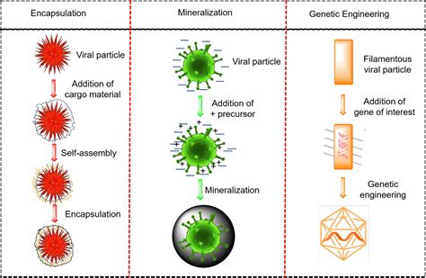 微生物技术及应用