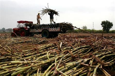 制糖生产技术与管理