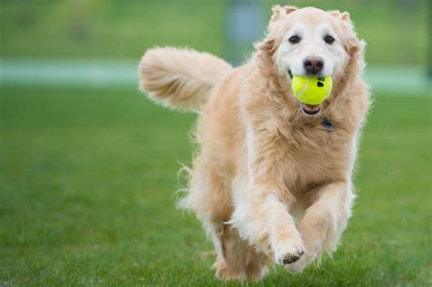 宠物训导与保健