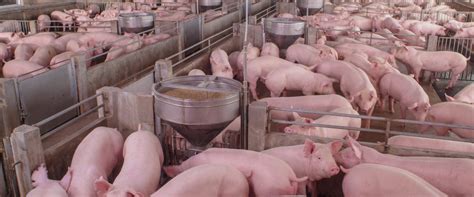 猪生产与疾病防治