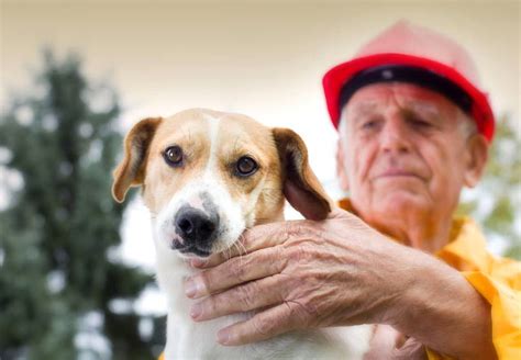 宠物养护与疫病防治